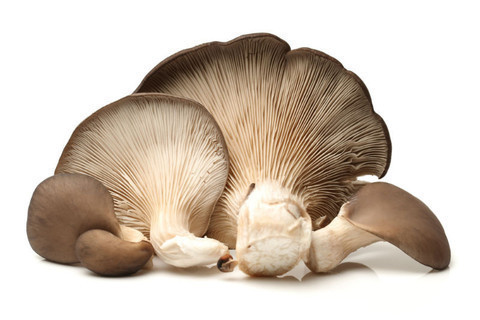 Cogumelo